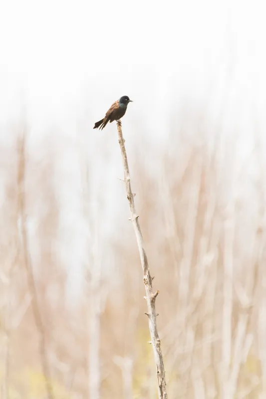 I don't know what this bird is, Ulao Creek, Wisconsin. 2019.